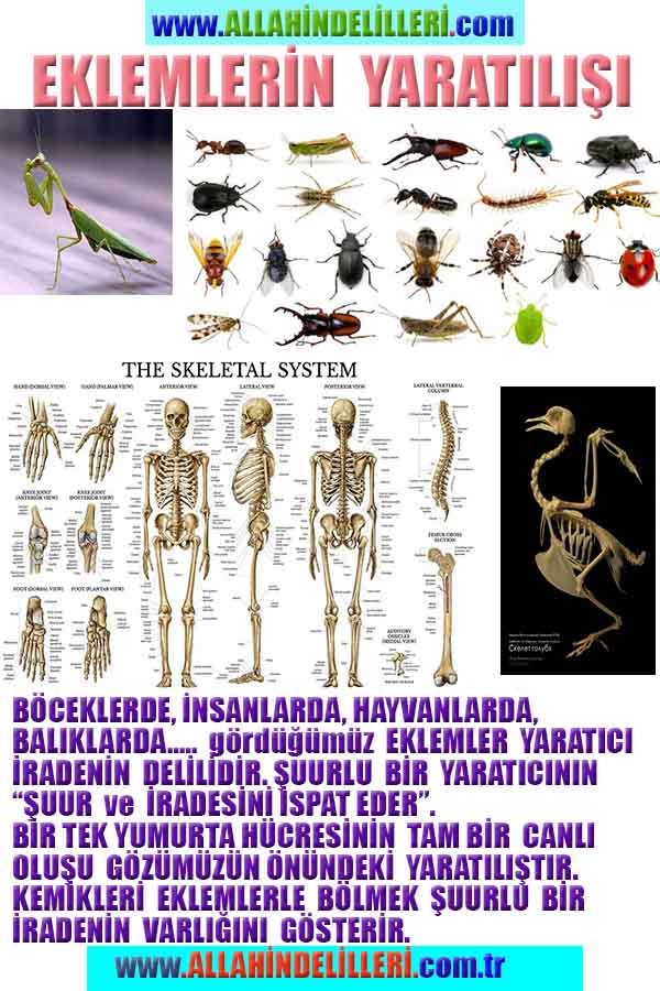 Allahın Delilleri net