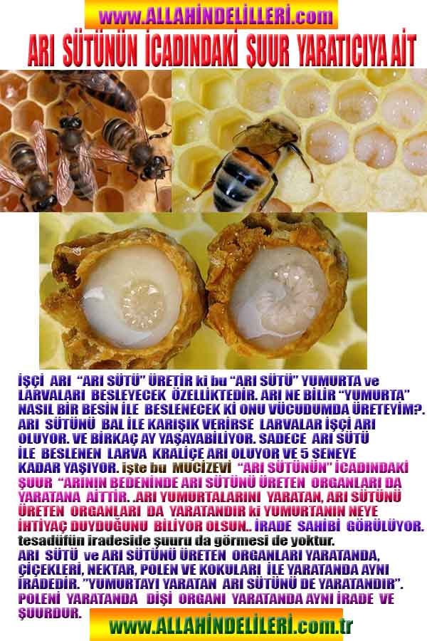 Allahın Delilleri net