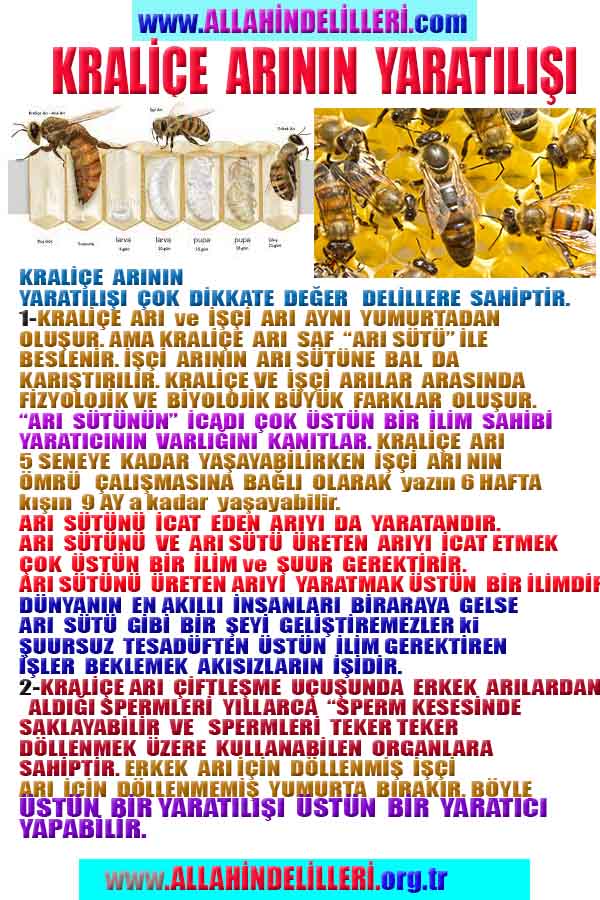 Allahın Delilleri net