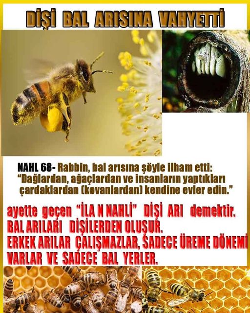 Allahın Delilleri net