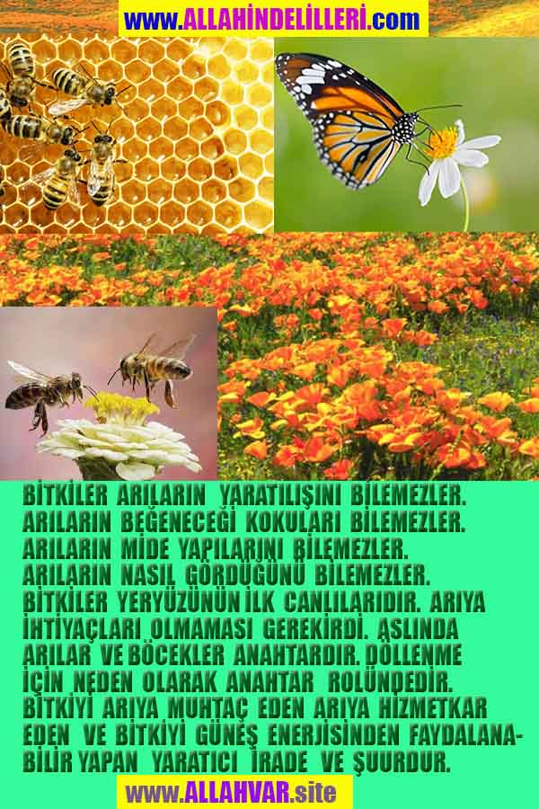 Allahın Delilleri net