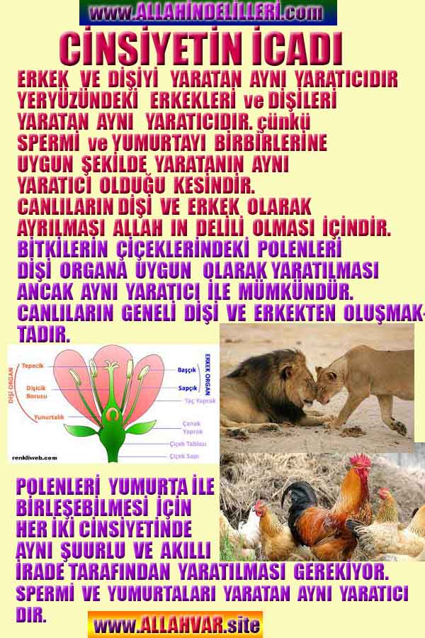 Allahın Delilleri net