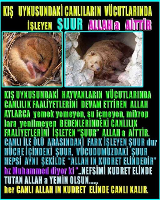 Allahın Delilleri net