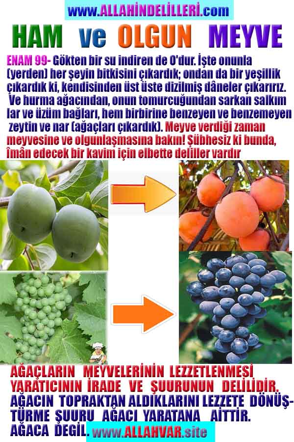 Allahın Delilleri net