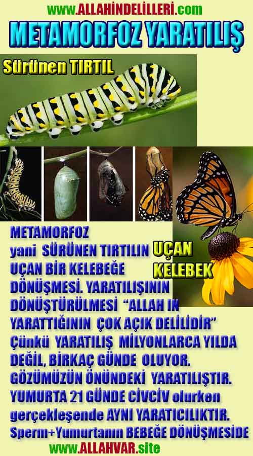 Allahın Delilleri net