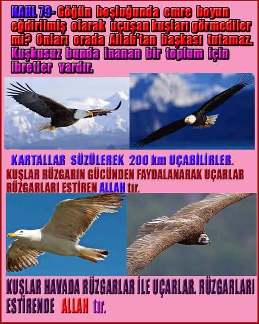 Allahın Delilleri net