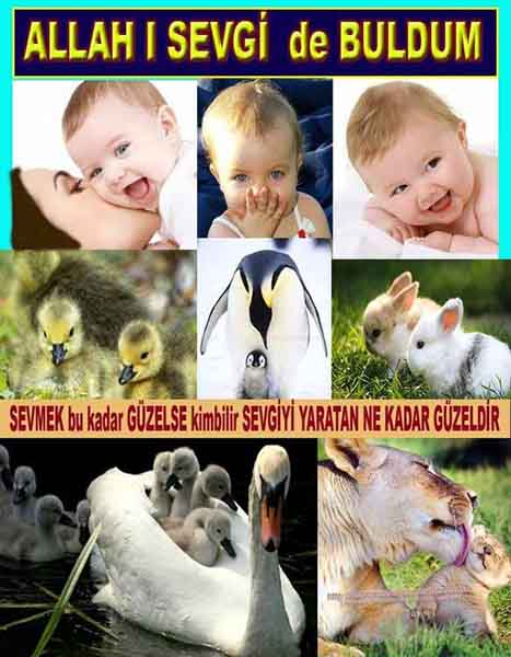 Allahın Delilleri net