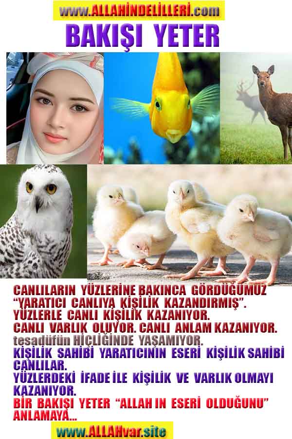 Allahın Delilleri net