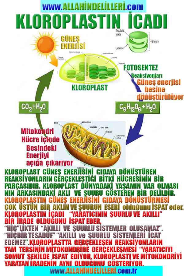 Allahın Delilleri net