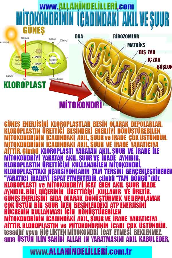 Allahın Delilleri net