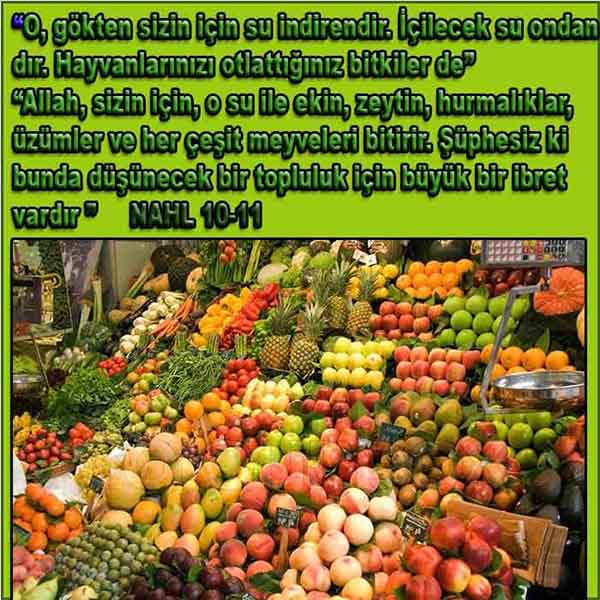 Allahın Delilleri net