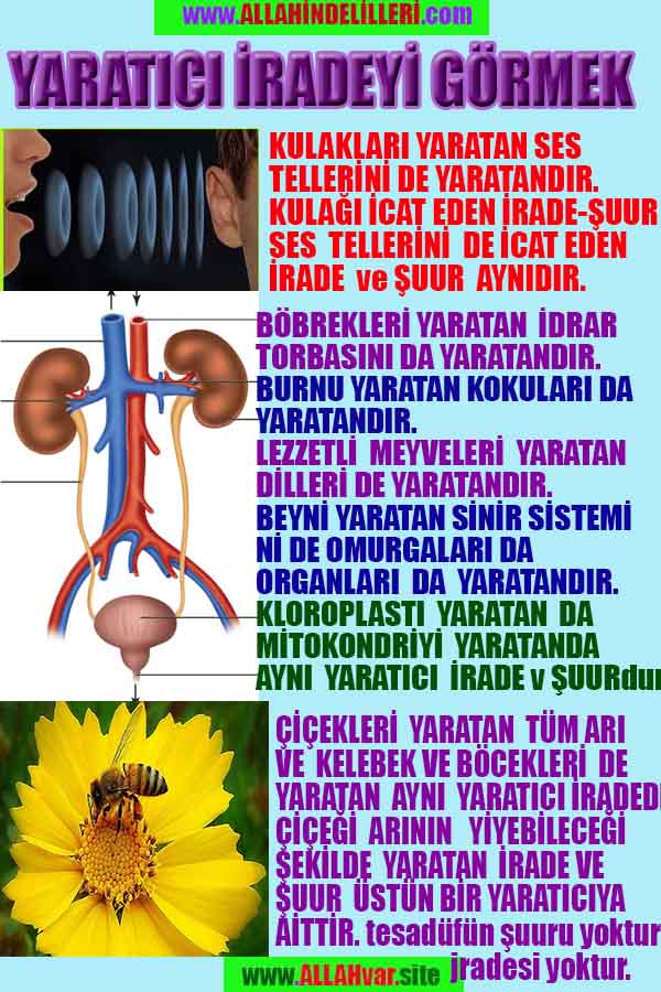 Allah varlığının delilleri