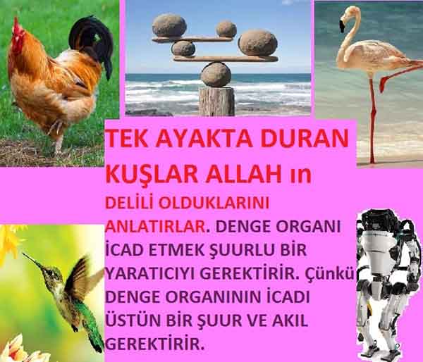 Allahın Delilleri net