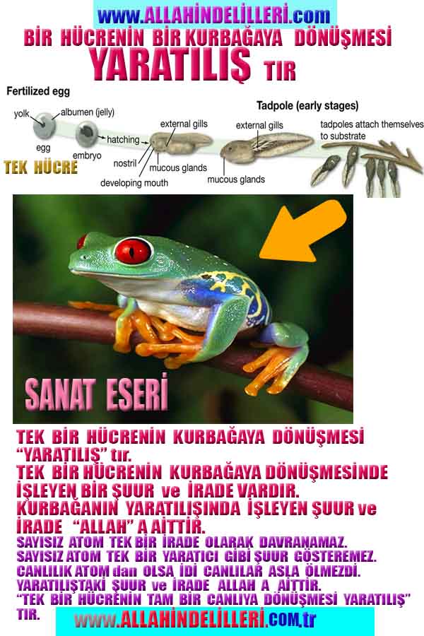 Allahın Delilleri net