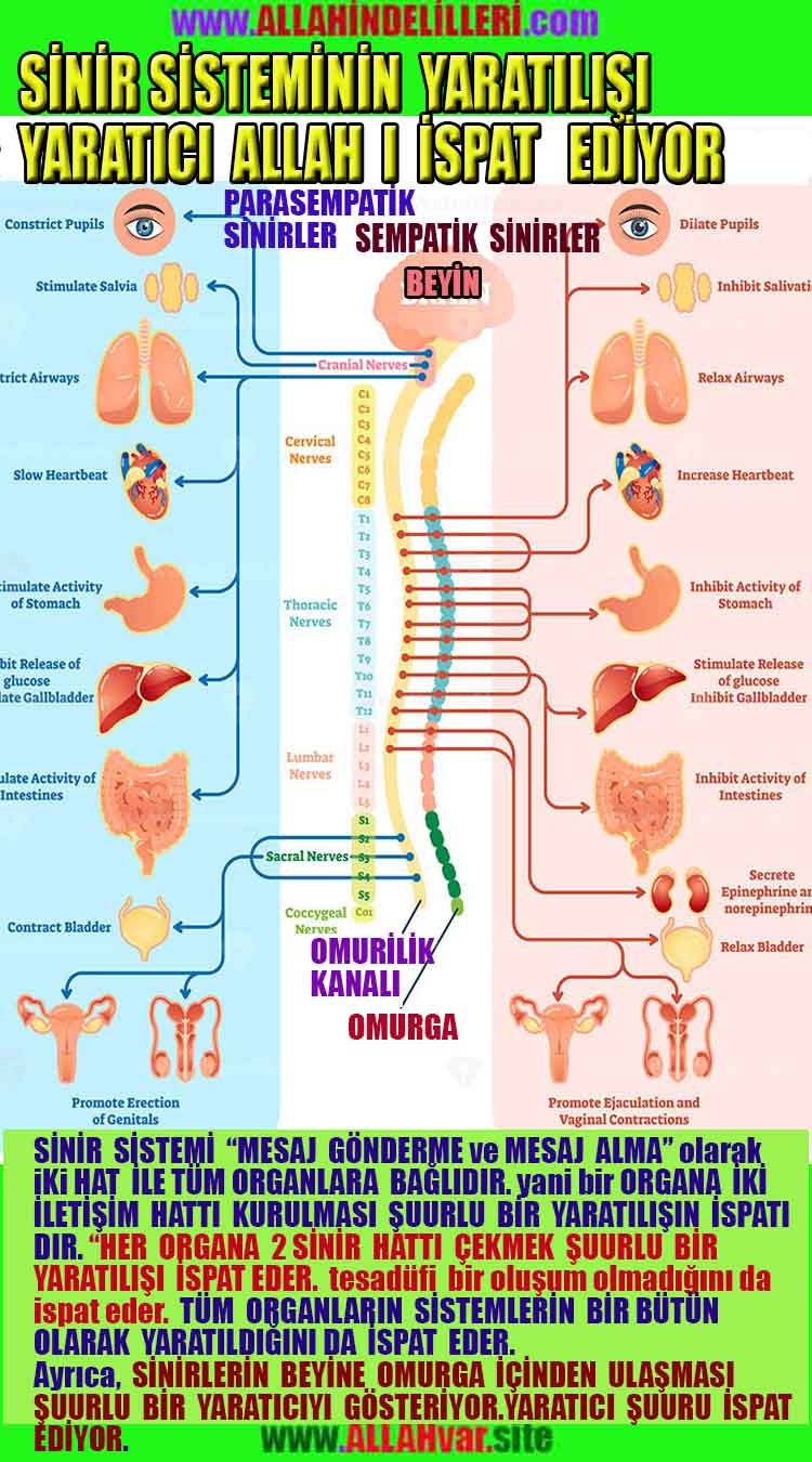 Allah varlığının delilleri
