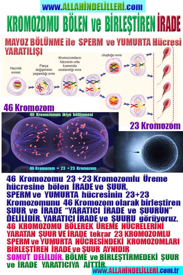 Allahın Delilleri net