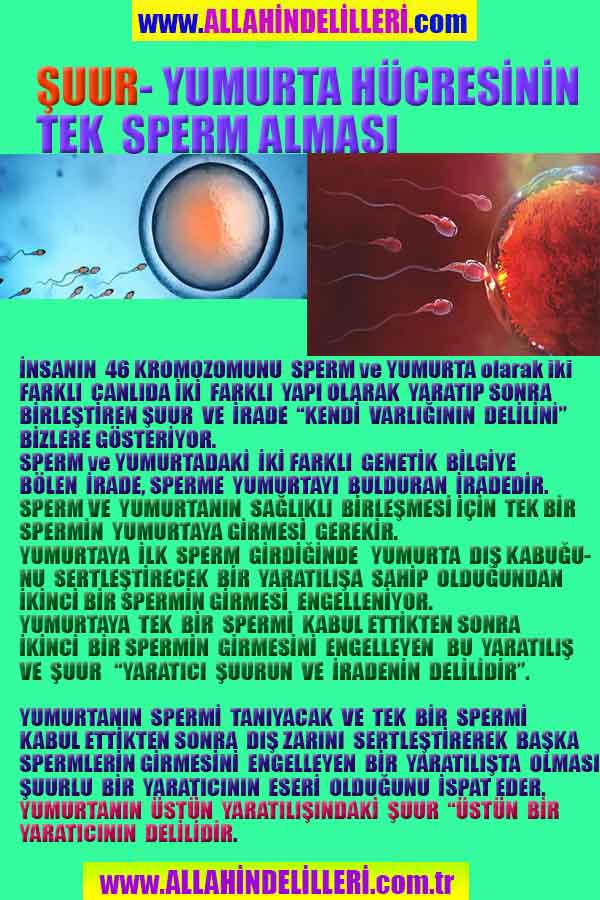 Allahın Delilleri net