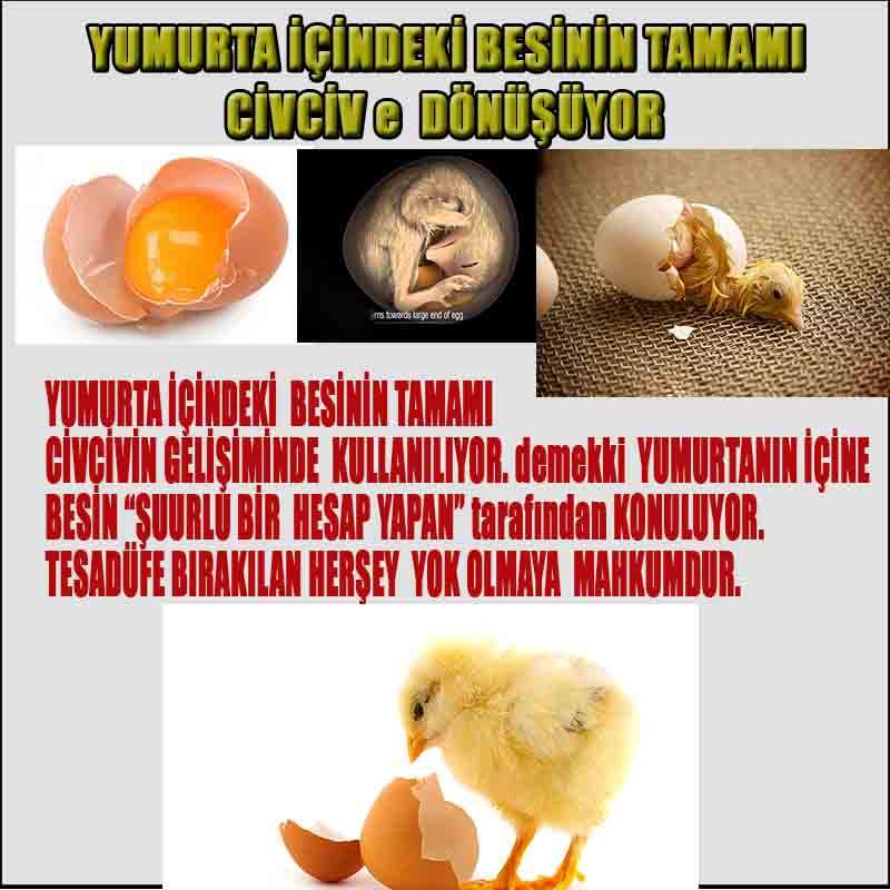 Allahın Delilleri net