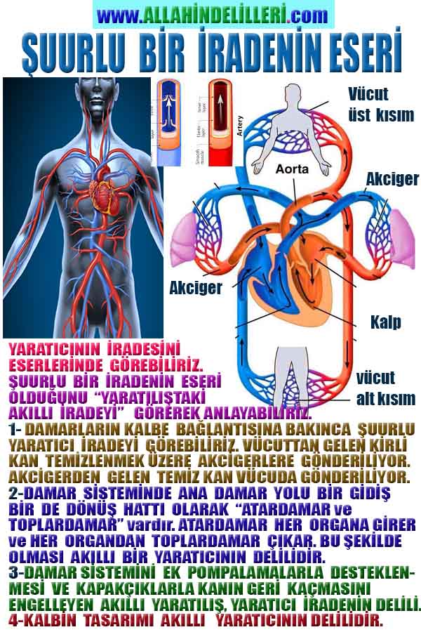 Allahın Delilleri net