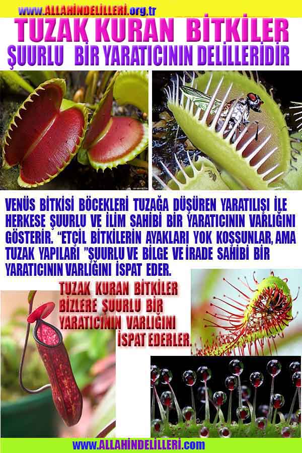 Allahın Delilleri net