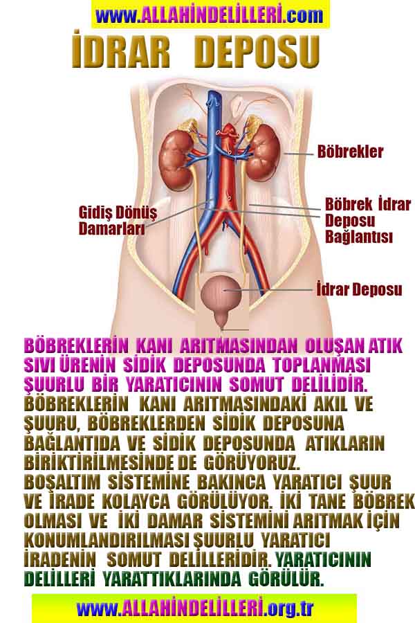 Allahın Delilleri net