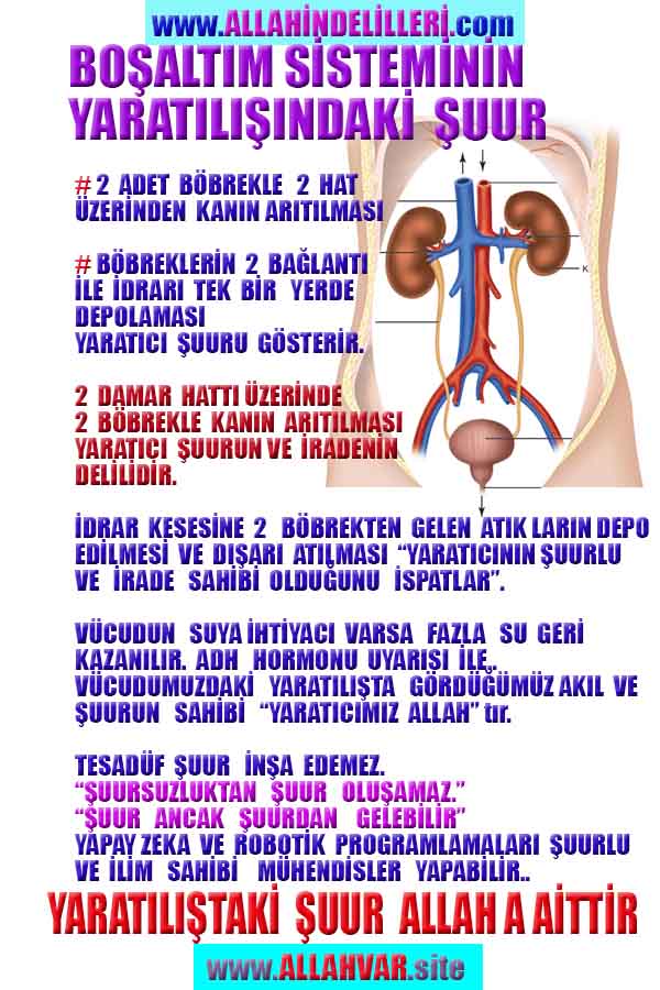 Allahın Delilleri net