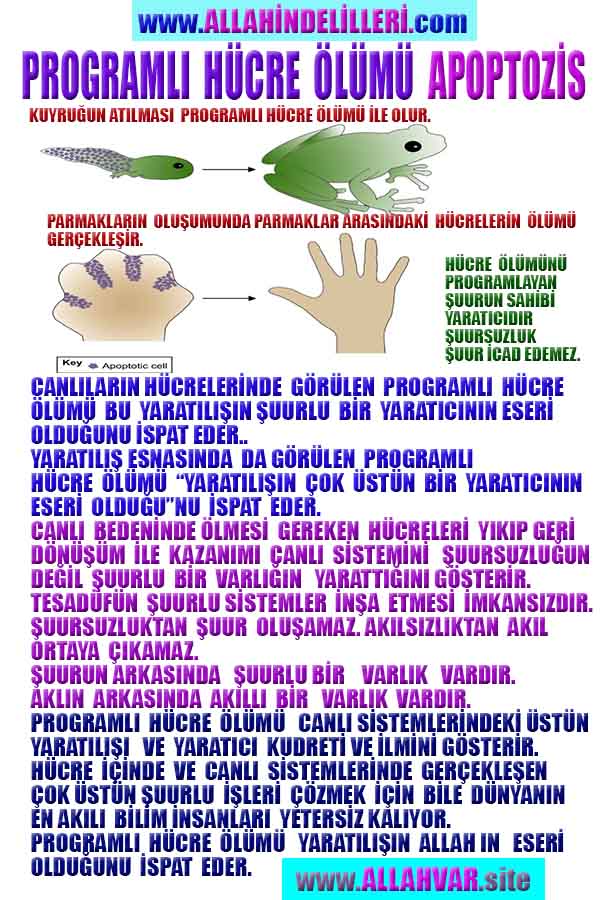 Allahın Delilleri net