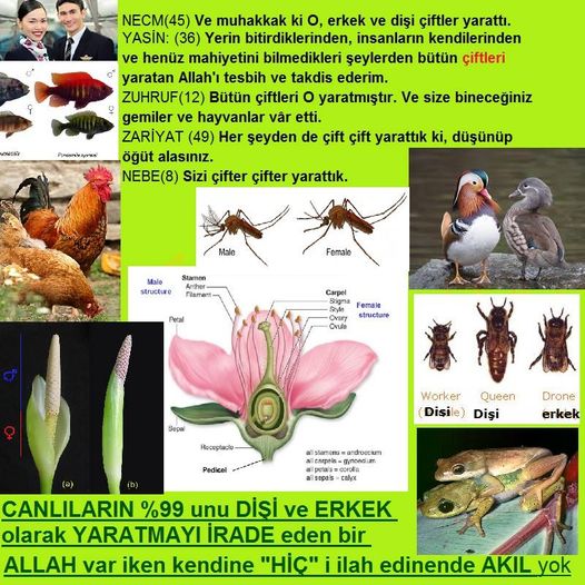 Allahın Delilleri net