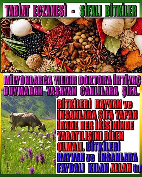 Allahın Delilleri net