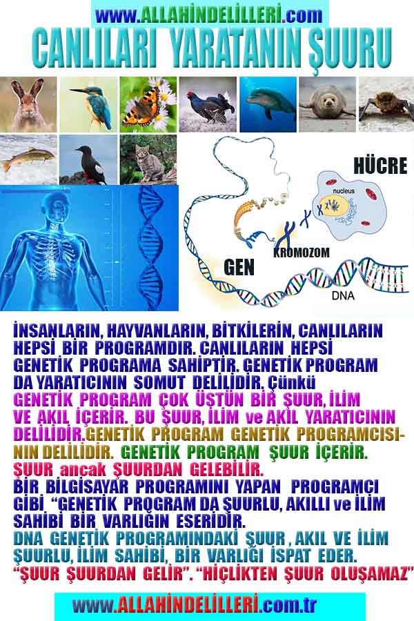 Allahın Delilleri net