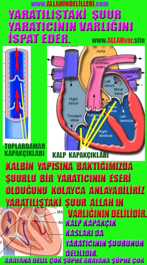 Allahın Delilleri net