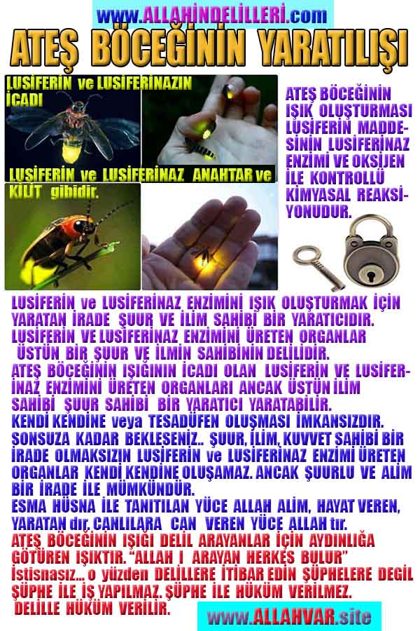 Allahın Delilleri net