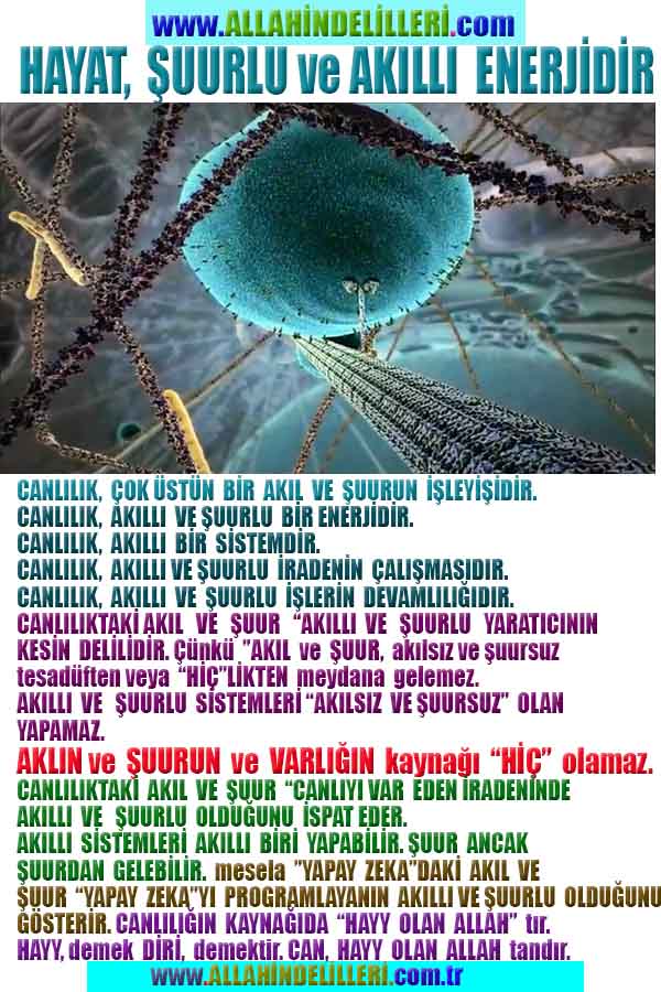 Allahın Delilleri net