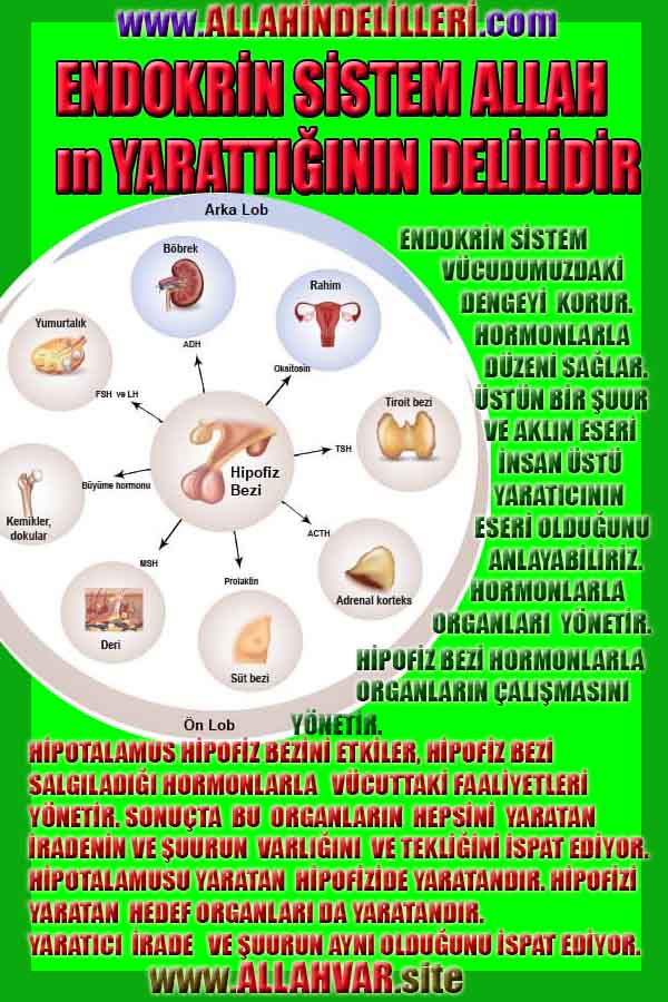 Allahın Delilleri net