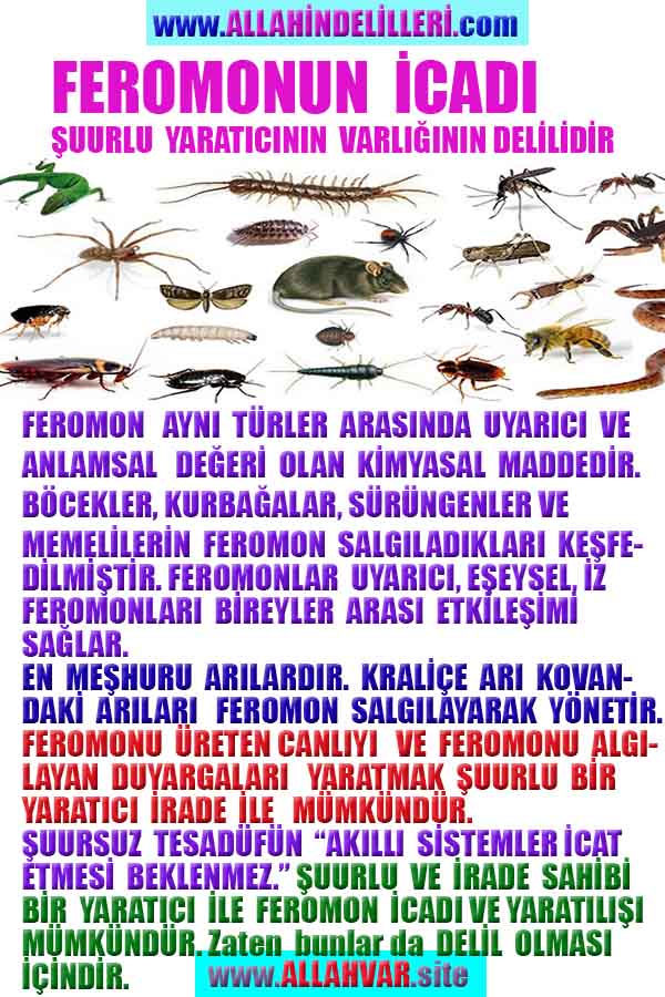 Allahın Delilleri net